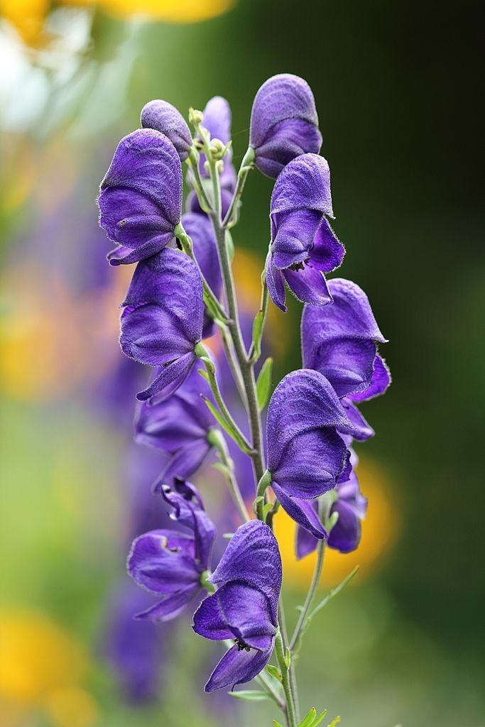 28 Beautiful Flower Names That Start With A 05