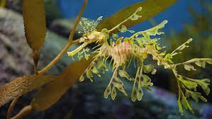 sea dragon