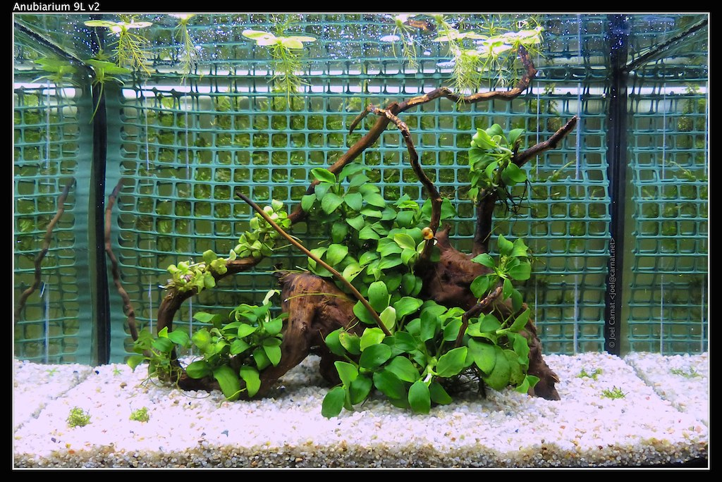 Anubias in the aquarium