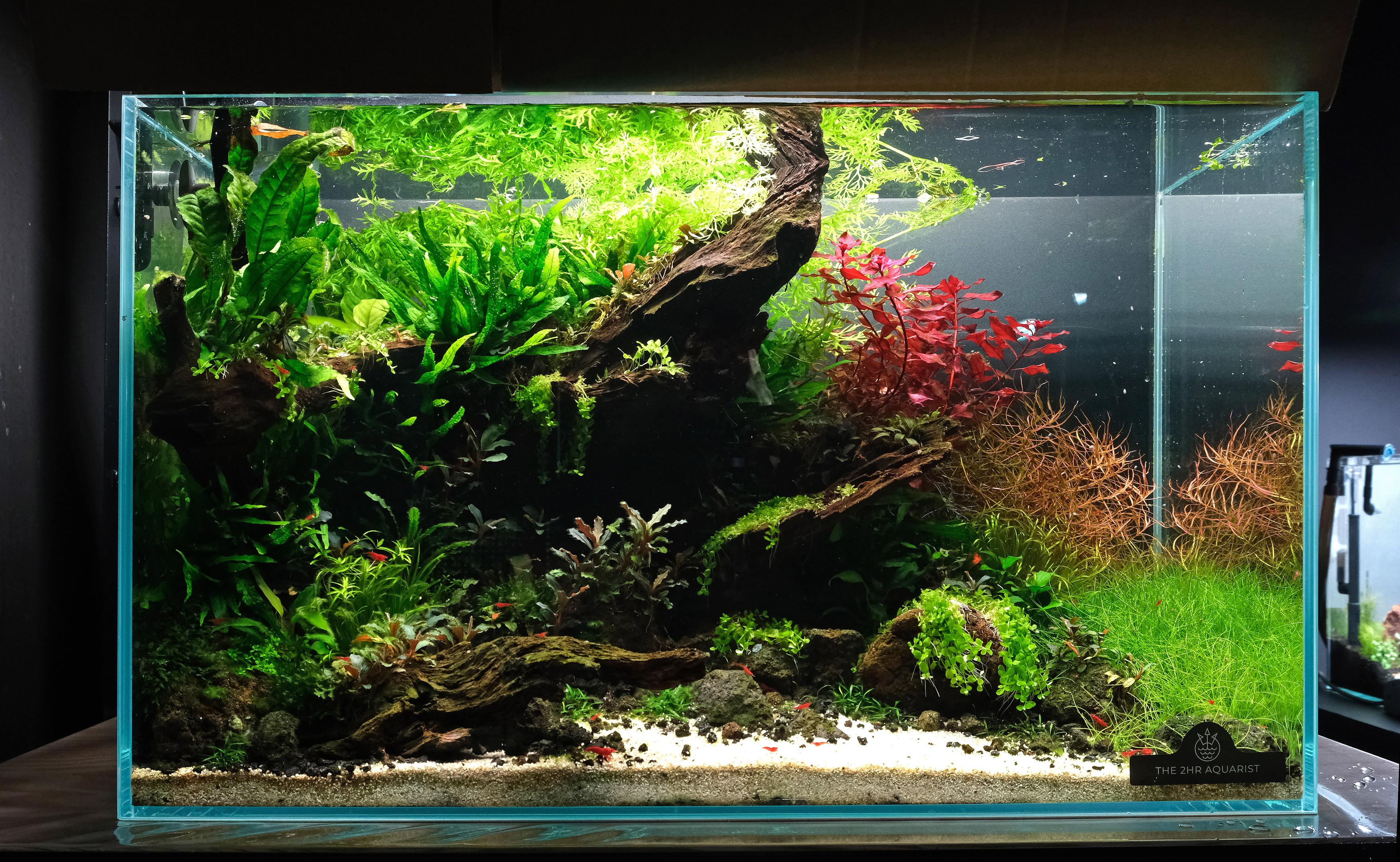 Java fern hard scape