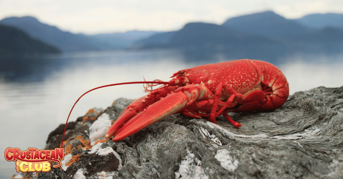 An image of a resting lobster 