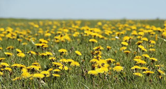 dandelion herbs