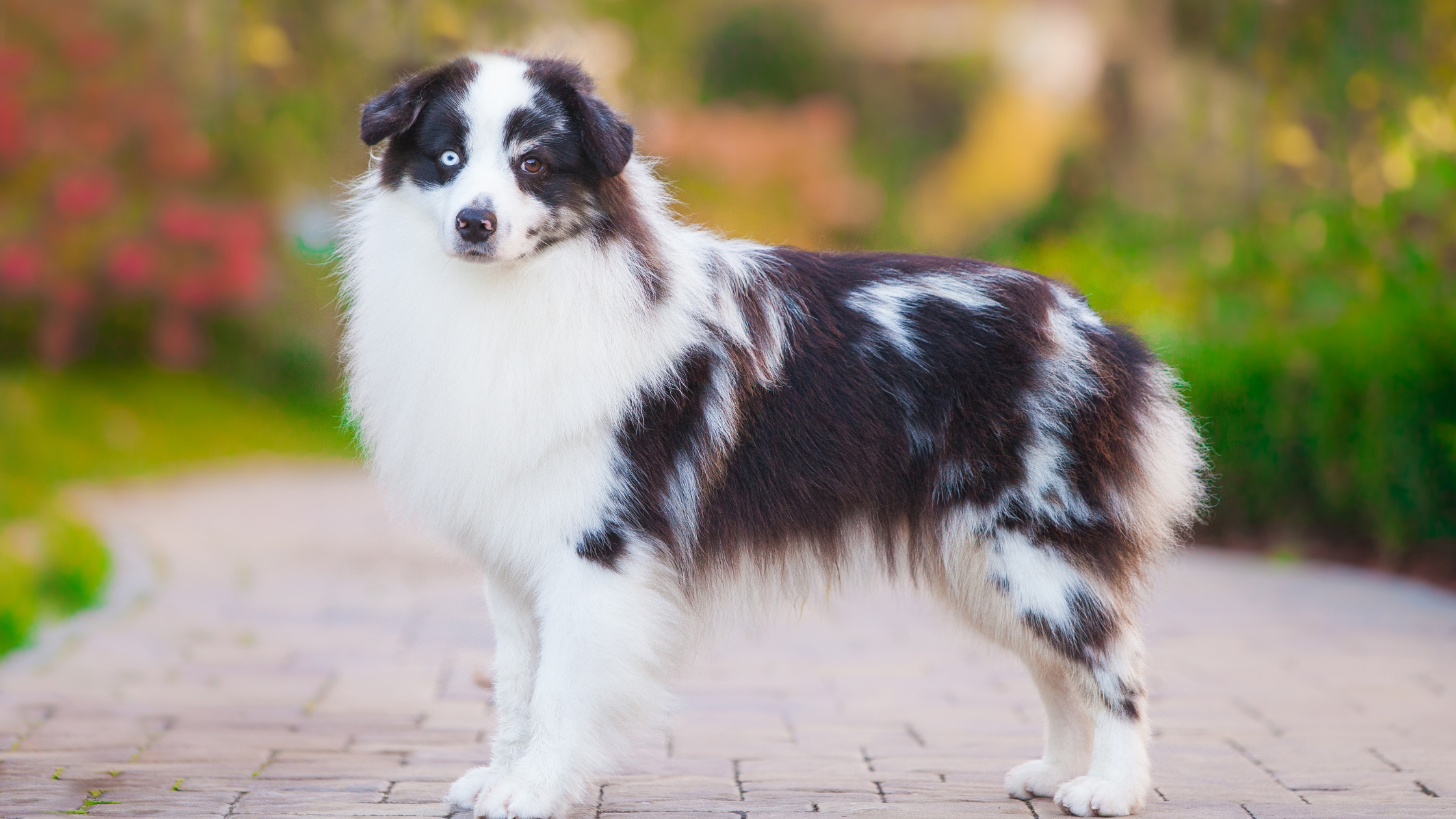 Minishepard Miniature American Shepherd - FurLyfe!