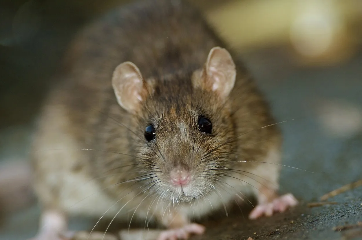 An image of a house mouse featuring a close-up of its head and face.