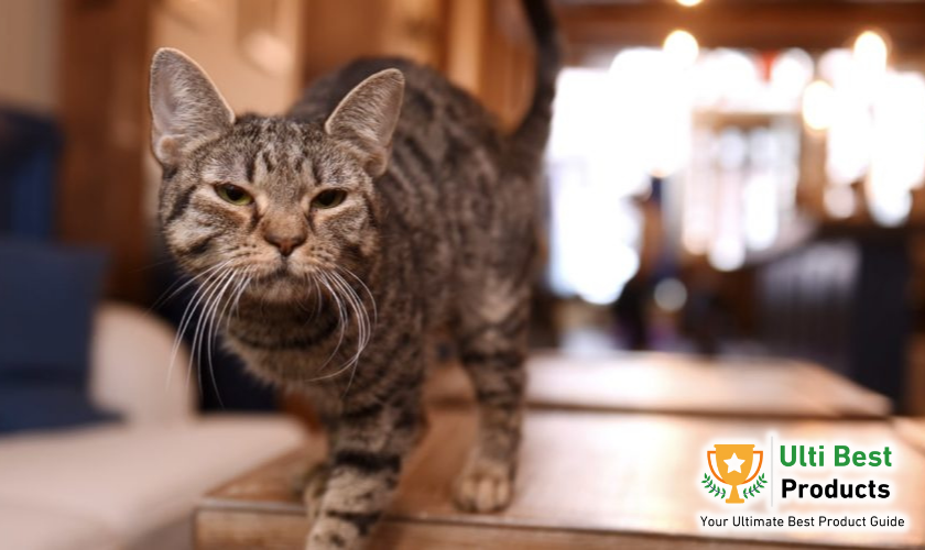 Brooklyn Cat Cafe n a post about Best Cat Cafes In NYC