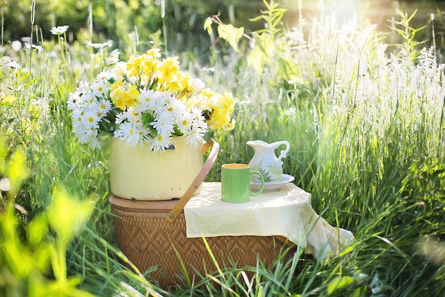 daisies, summer, flowers