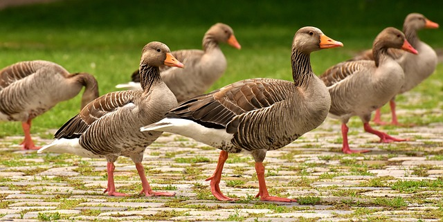 geese, wild geese, waterfowl