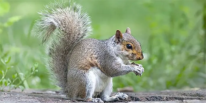 Can I Trap Grey Squirrels in North Carolina?
