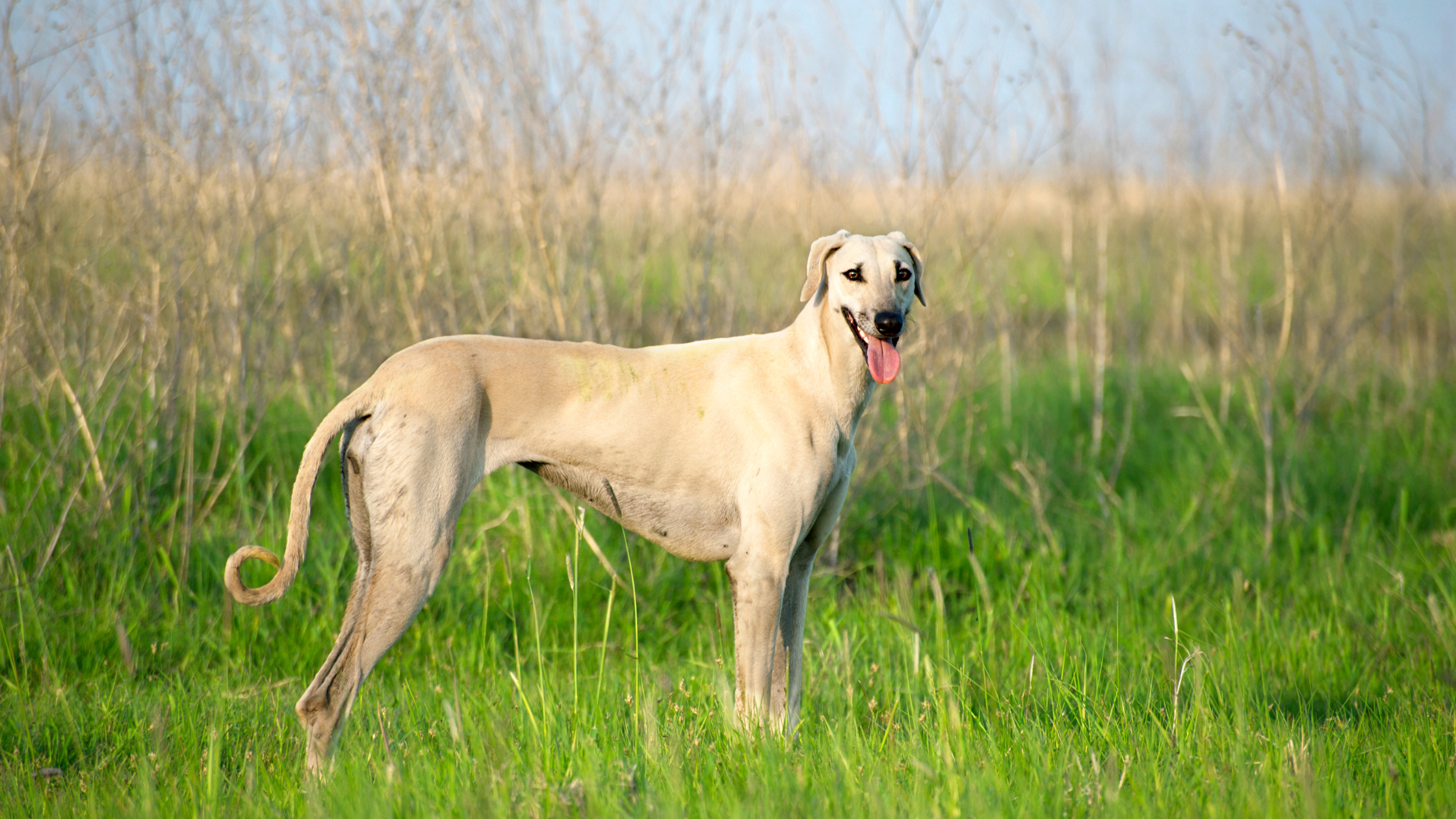 A Sloughi standing in a large field