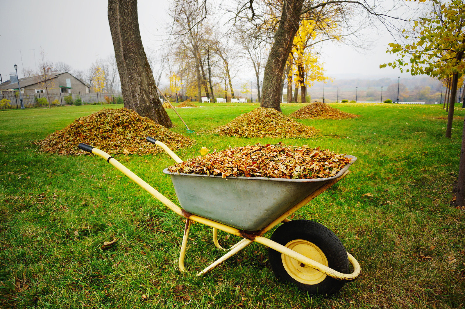 fall yard cleanup, leaf litter