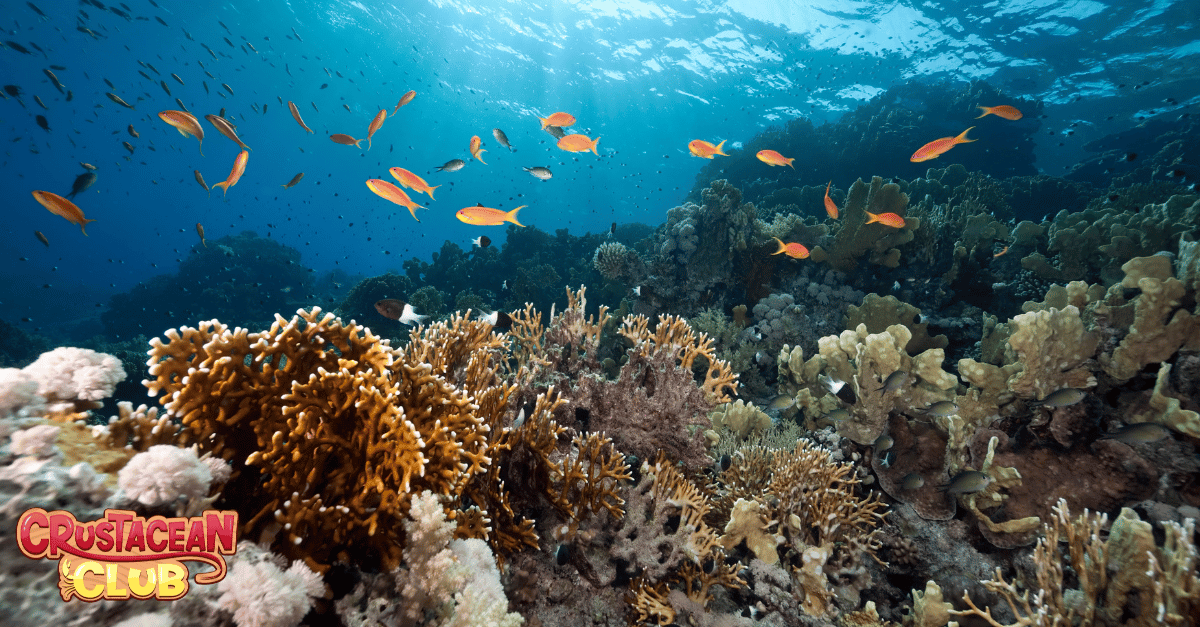 An image of the coral reef for conservation purposes