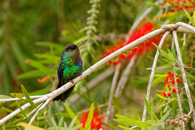 humming bird, costa rica, hummingbird