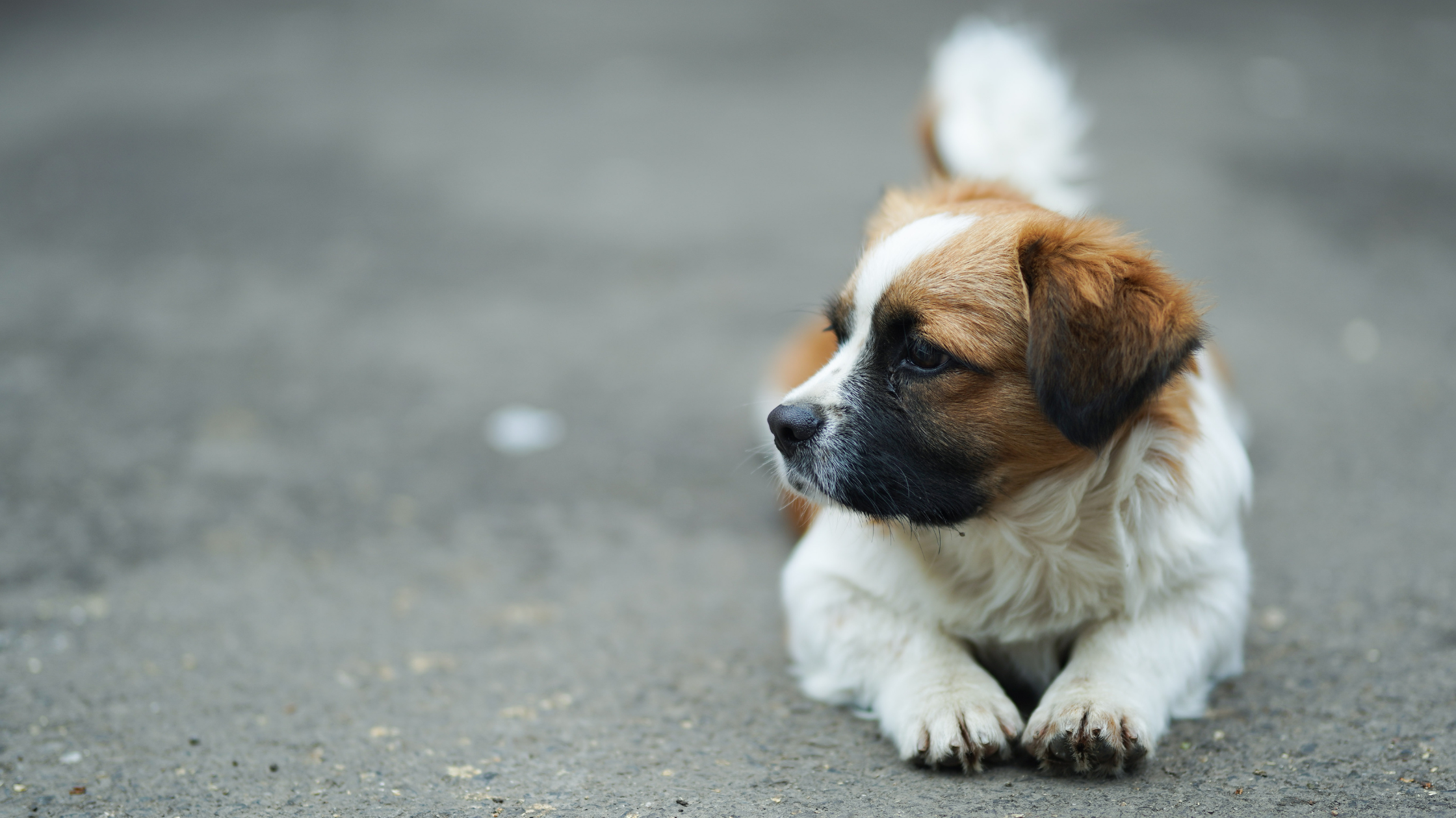 A Saint Bernard puppy laying on a trail