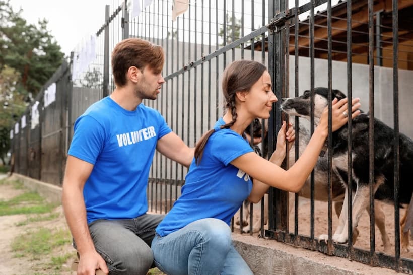 how to start a rescue organization