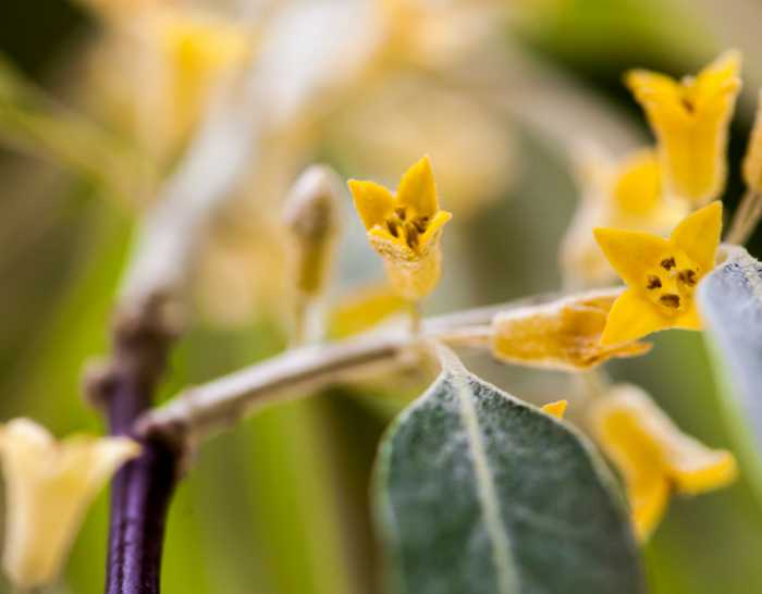 Russian olive: drought tolerant plants