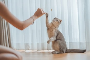 cat's oral health
