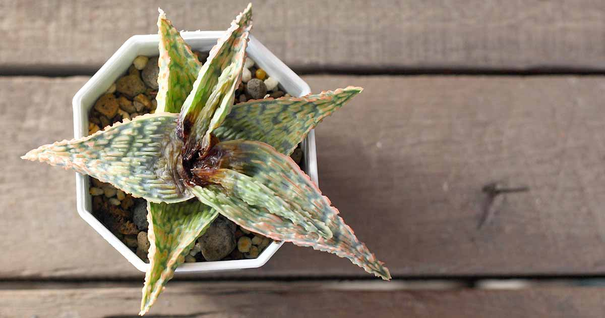 spider mites succulents, houseplants