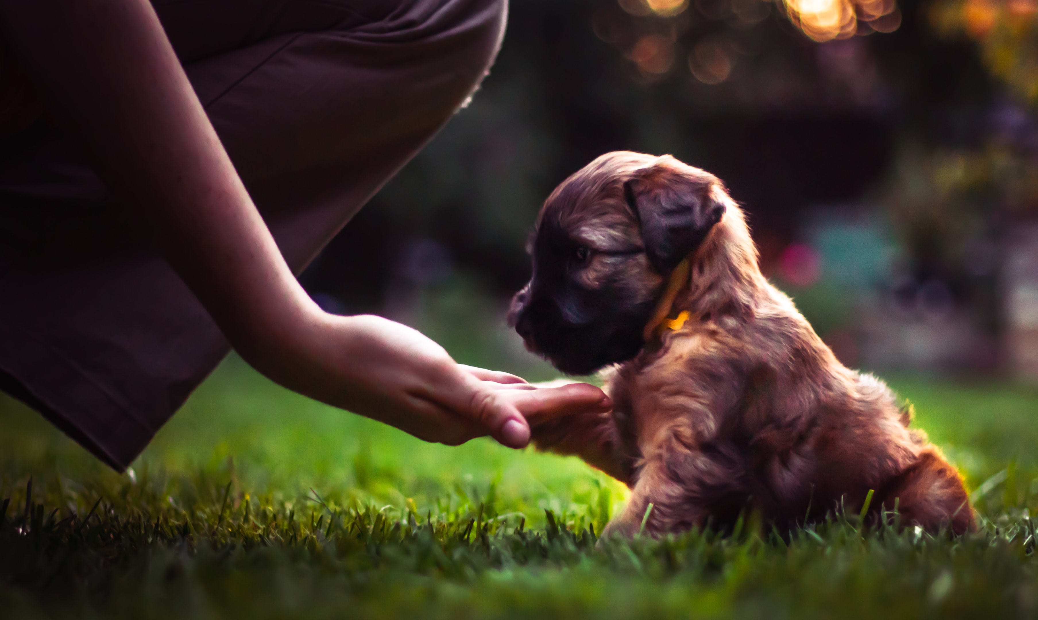 A puppy SCWT shaking hands