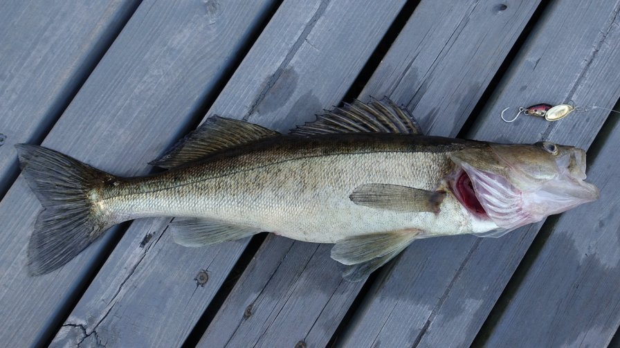 Finding walleye, Marking Fish, Locate Fish, Big Walleye