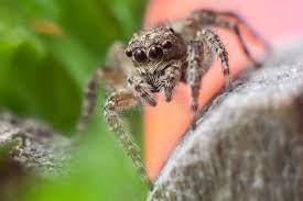 Gray Wall Jumping Spider, Menemerus Bivittatus Spider Stock Image - Image  of jump, adult: 186301703