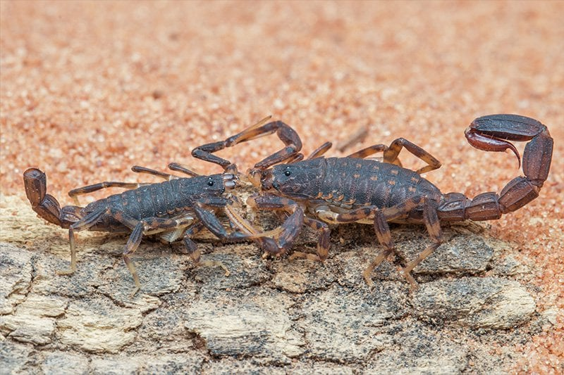 Guide to What Scorpions Eat Unveiling Their Predatory Palate