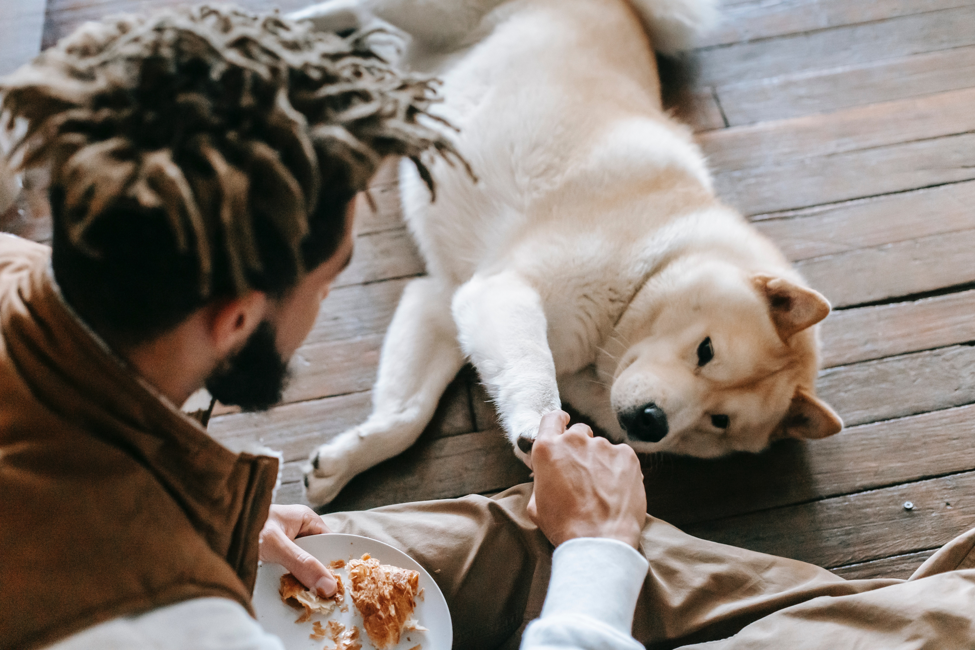 Pet sitter meeting shibu inu dog