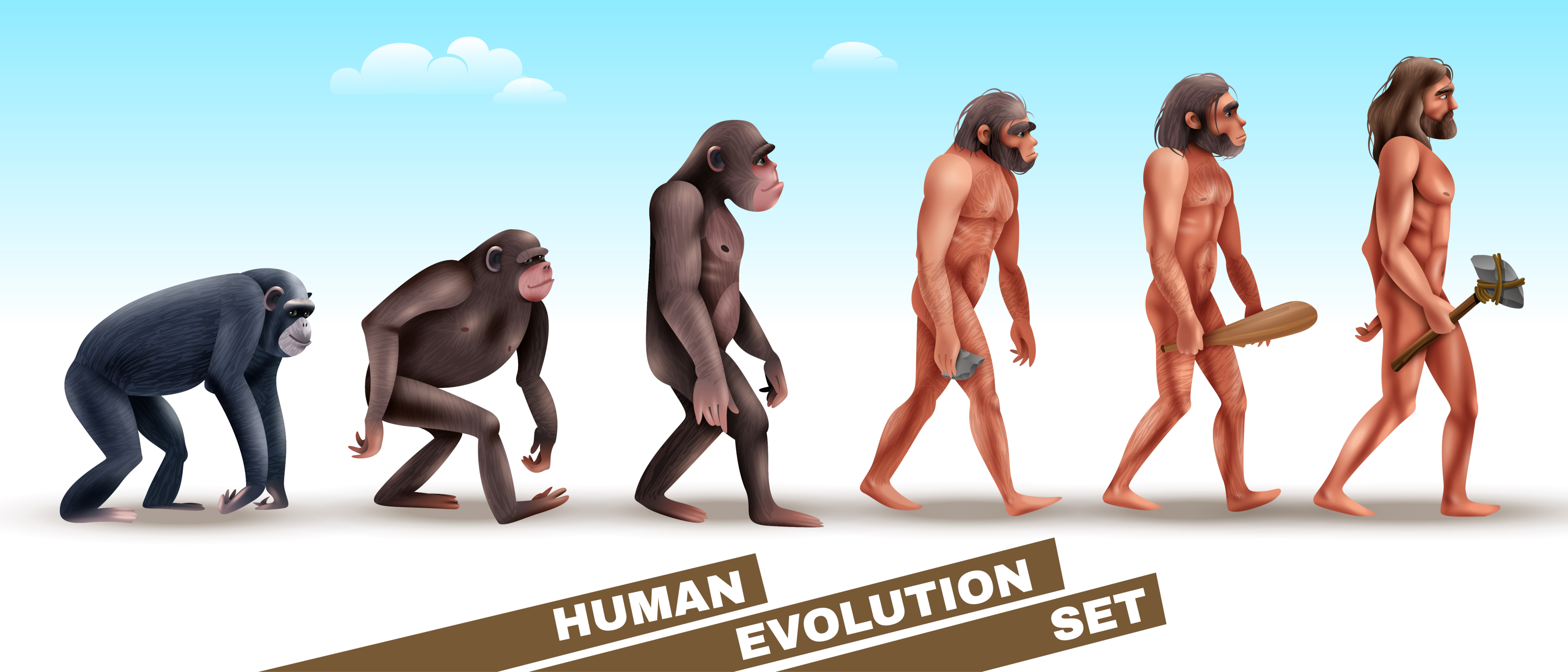 The human penis evolved slowly with human evolution.