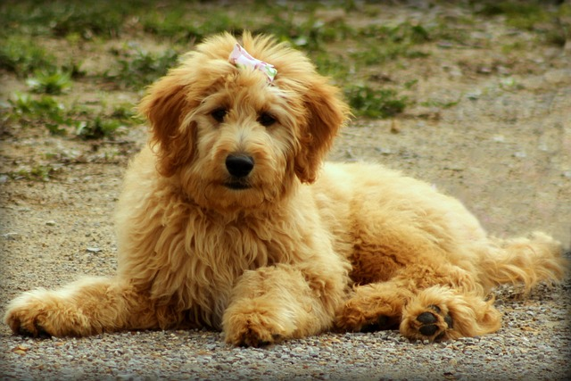 goldendoodle, dog, puppy, mixed breed dogs, designer breeds