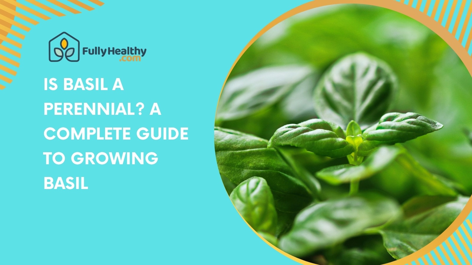 Is Basil a Perennial? A Complete Guide to Growing Basil