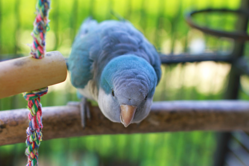 quaker parrot breeding