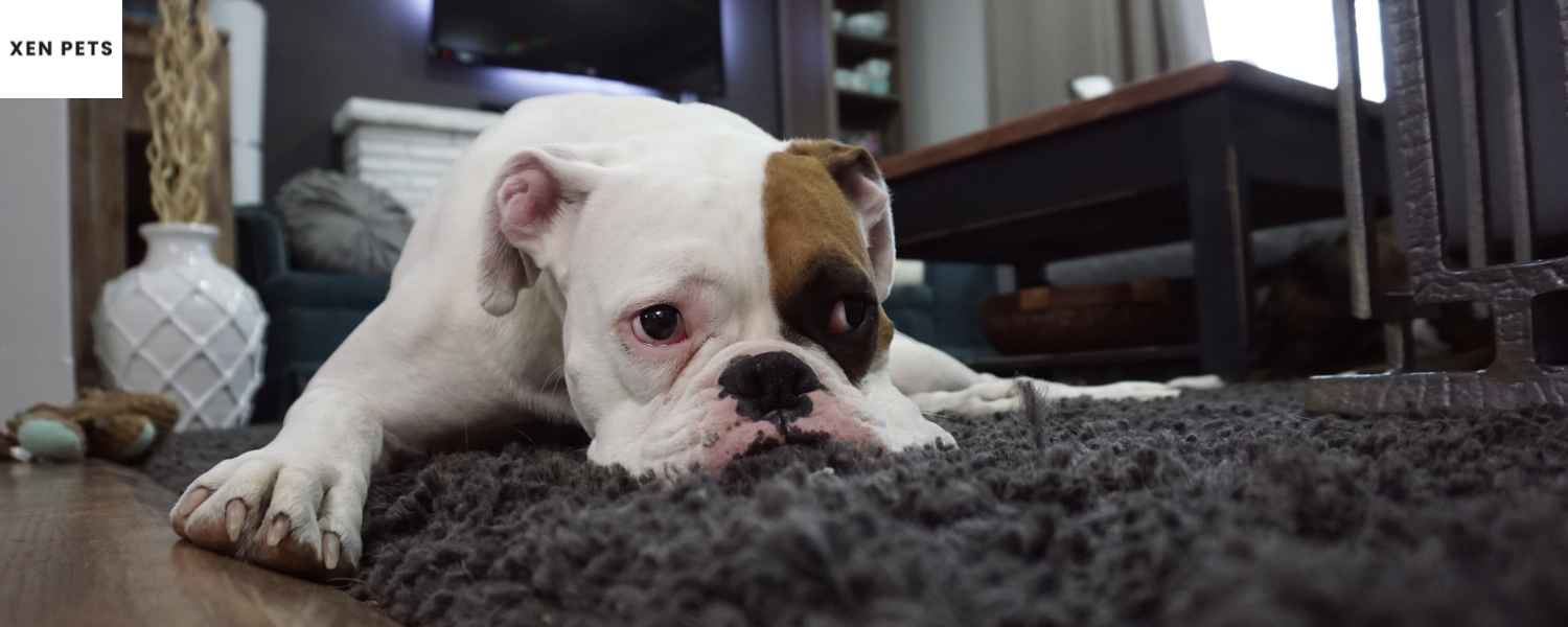 bulldog laying on a rug