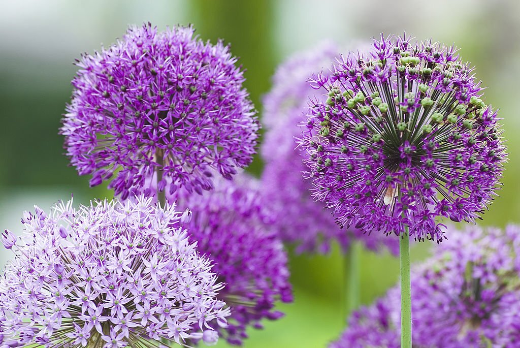 28 Beautiful Flower Names That Start With A 10