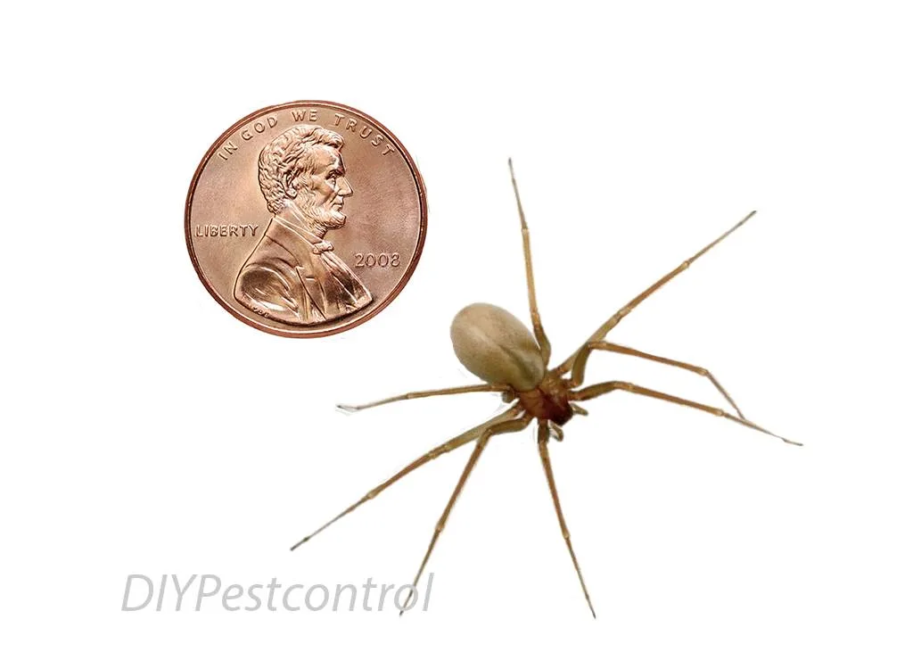 An image ofa brown recluse spider next to a penny.