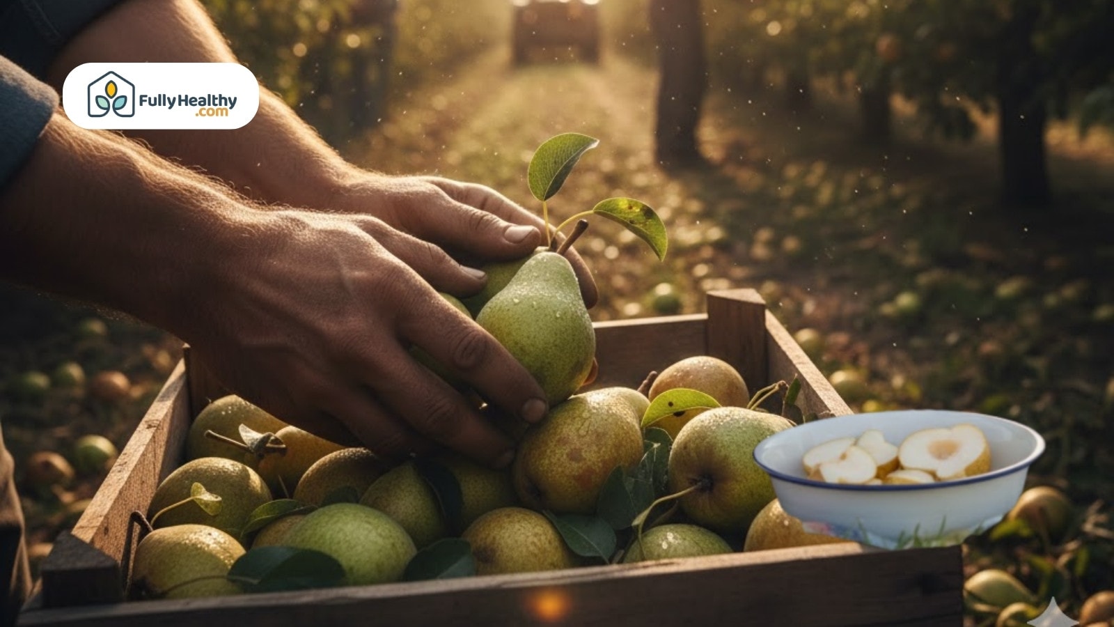 Hands harvesting ripe pears into wooden crate in orchard