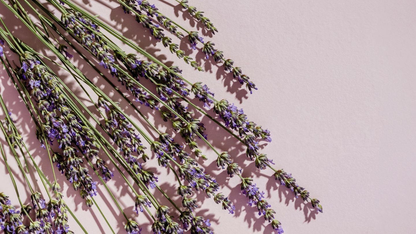 Lavender, Houseplants That Repel Insects And Pests