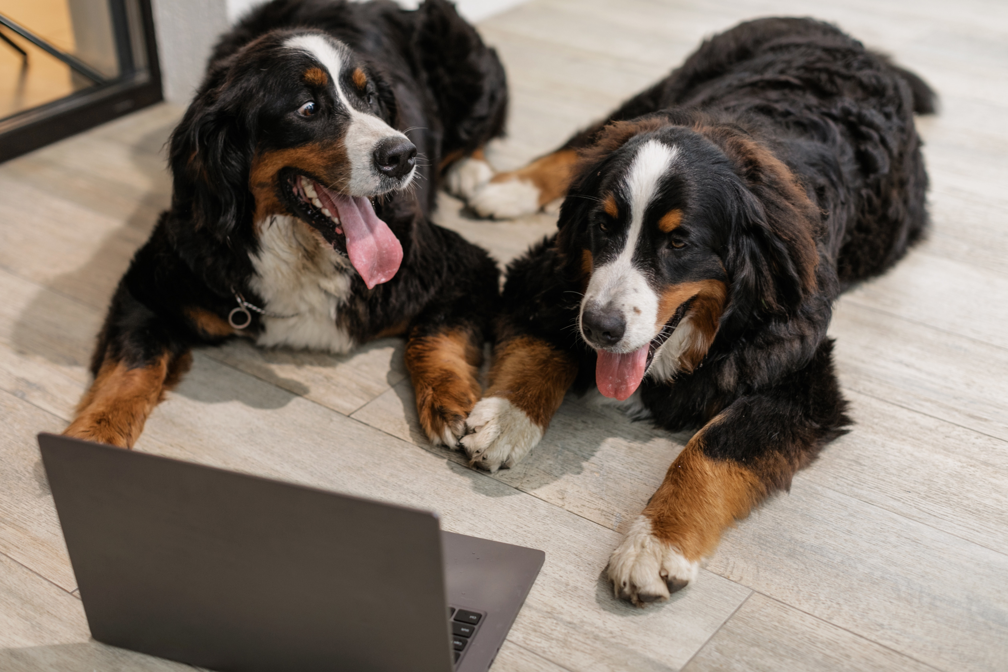 Two Bernese Mountain Dogs sitting together