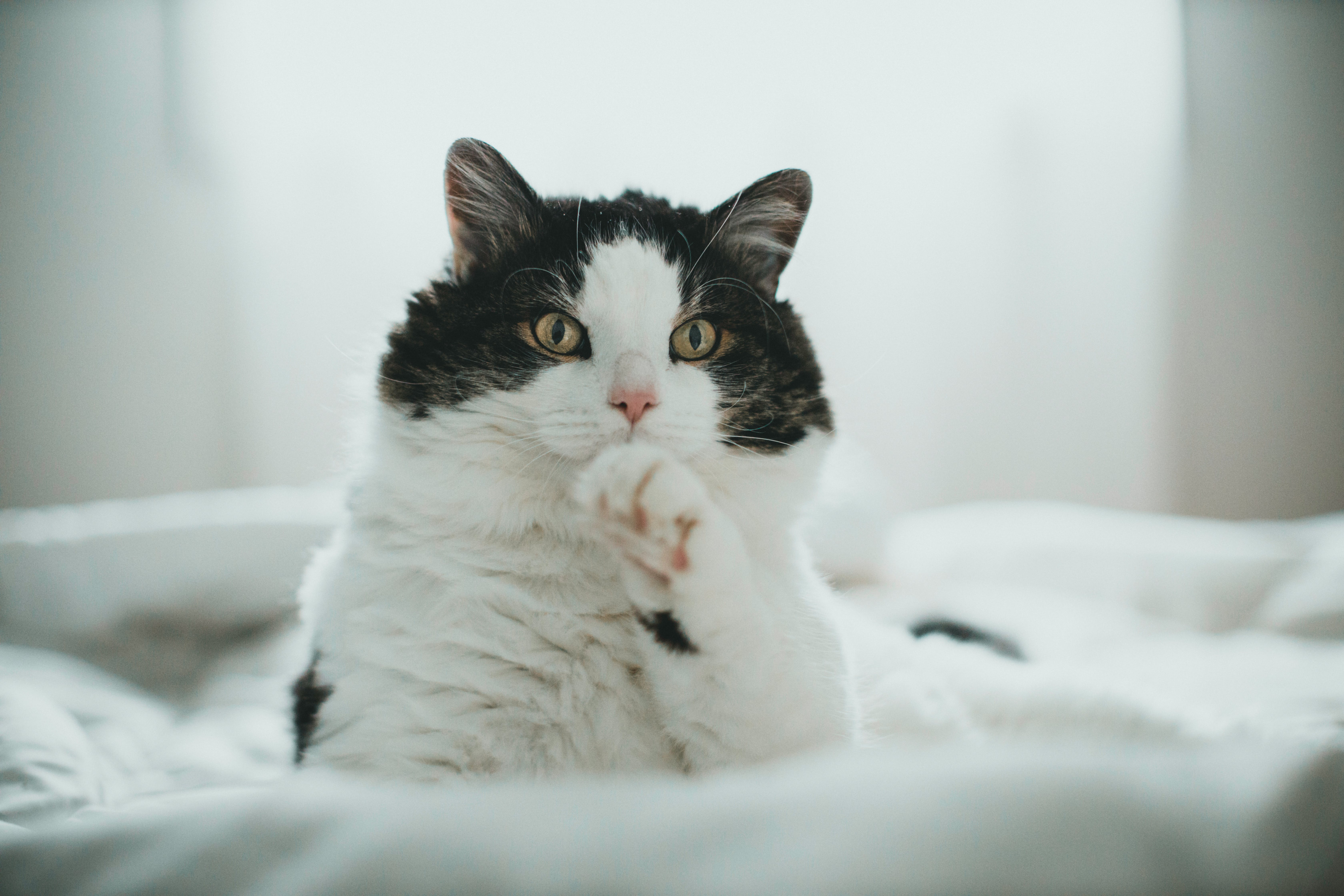 What causes cancers of the stomach in felines?