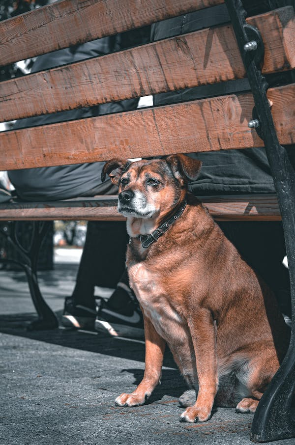 Dog sitting behhind bench