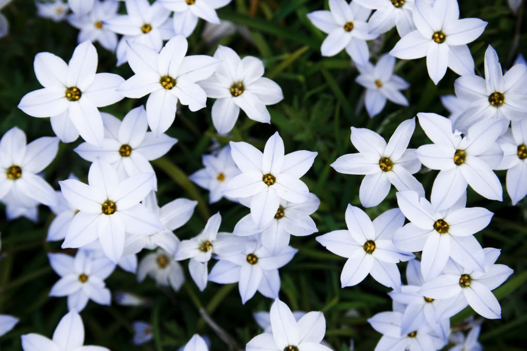 Ipheion Uniflorum