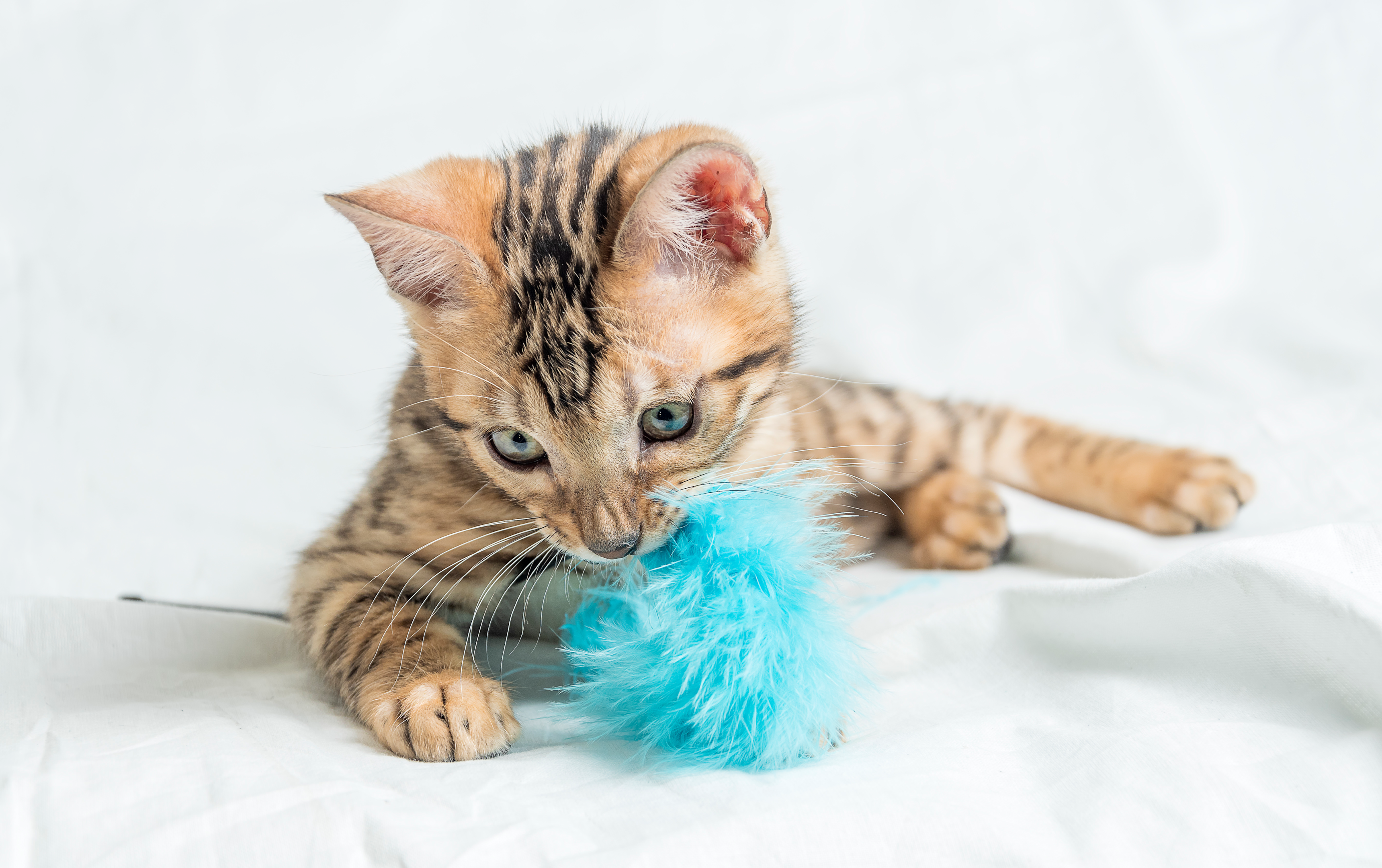 thumbnail image 2 of Hanging Interactive Cat Toy: Sisal Rope Ball Self Play Bite 2 of 14