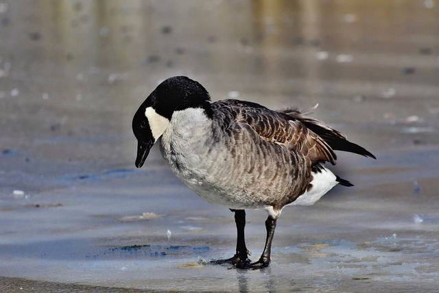 goose, canada goose, lake