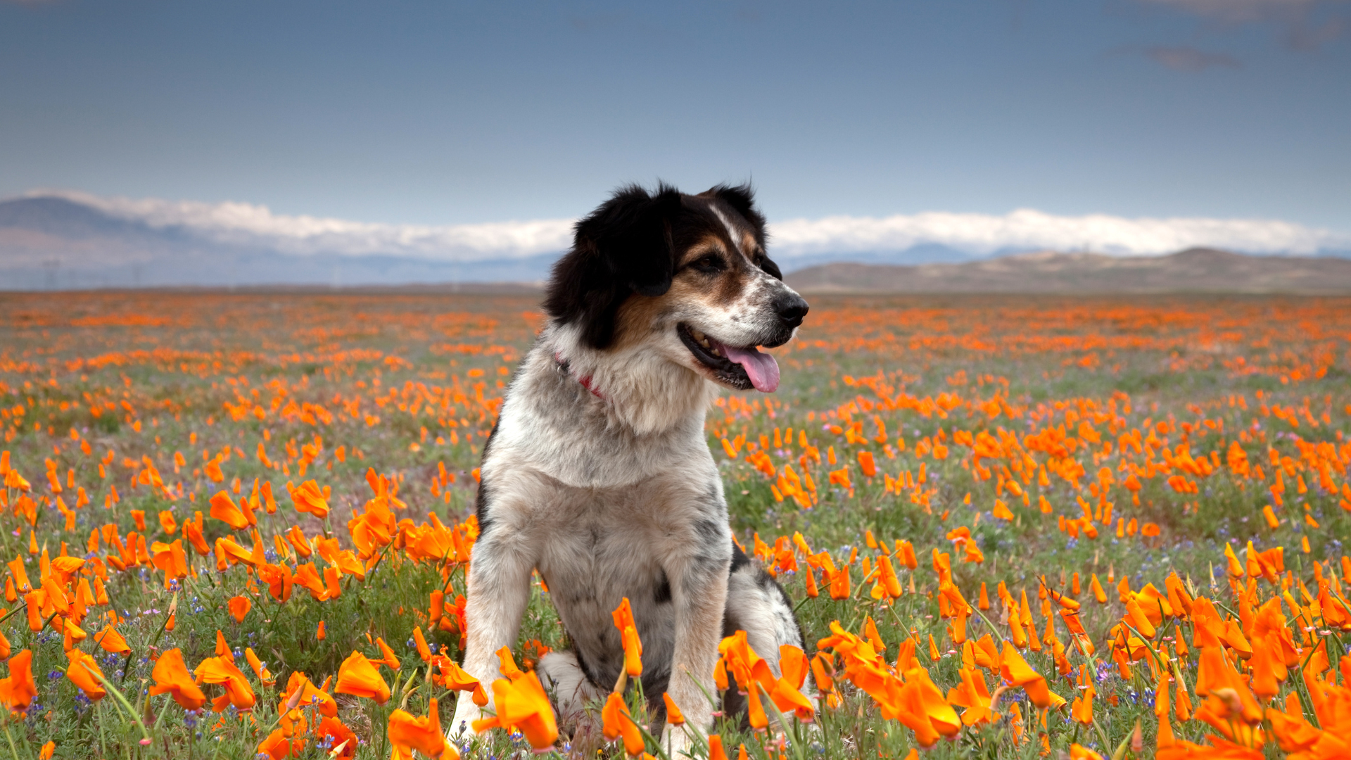 dog playing in a field of flowers