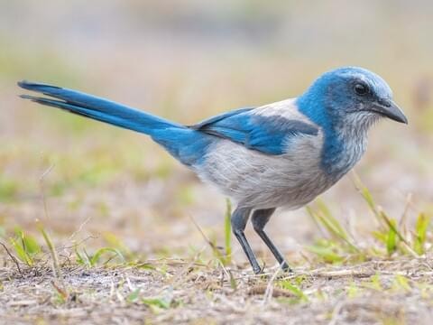 Florida's Endangered Birds