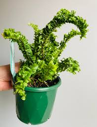 emina curly boston fern, good plant