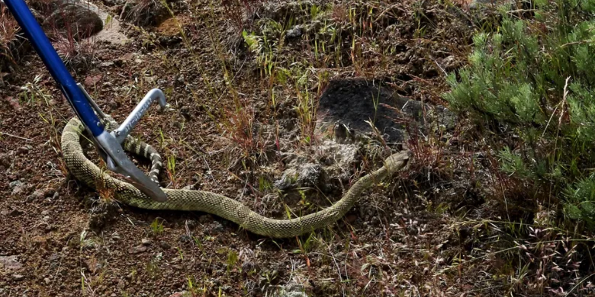 common dangerous animals in washington state