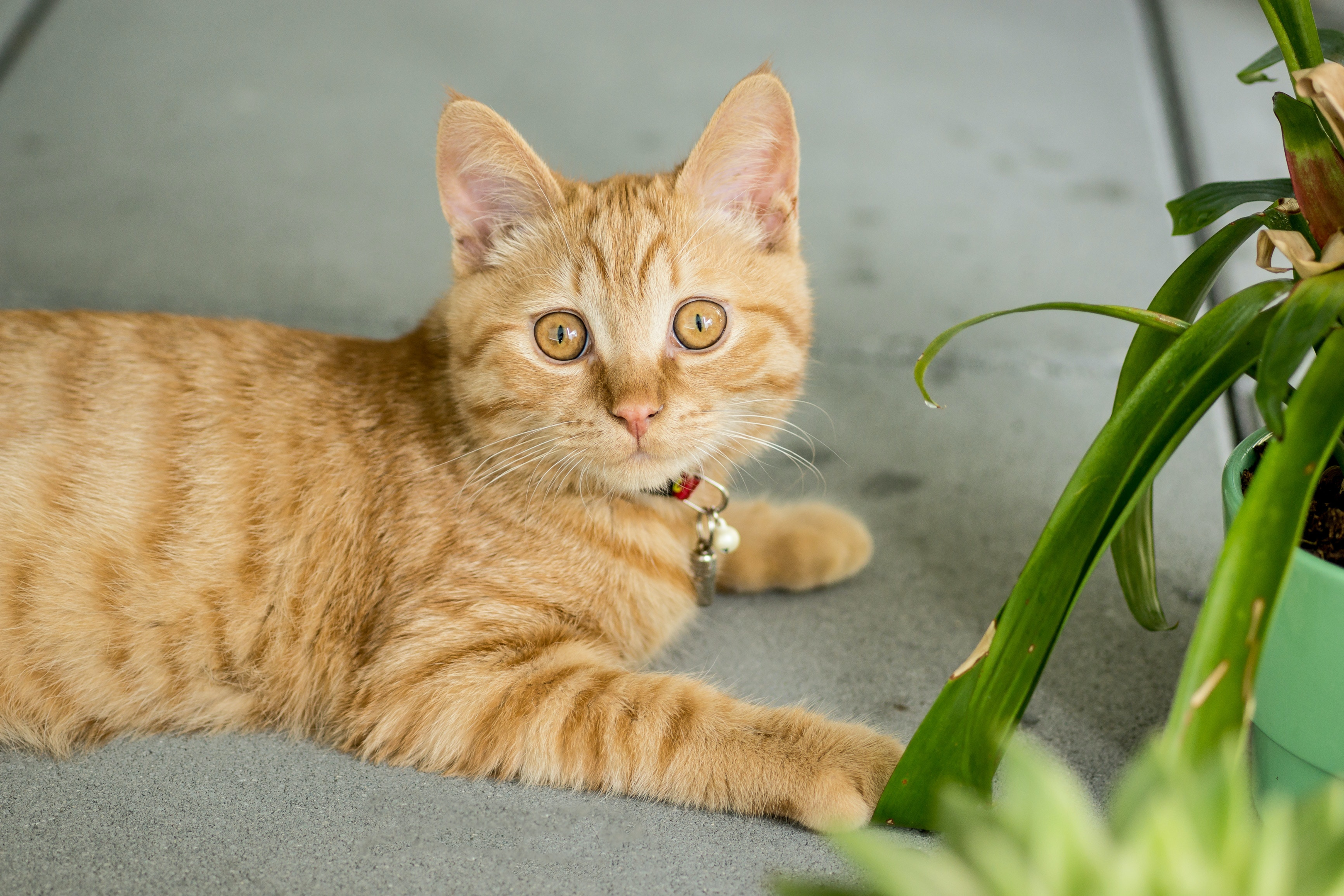 Gato frente a una planta