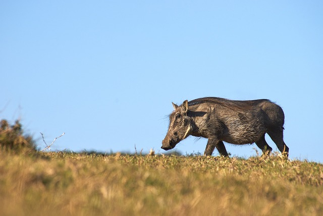 animal, warthog, mammal