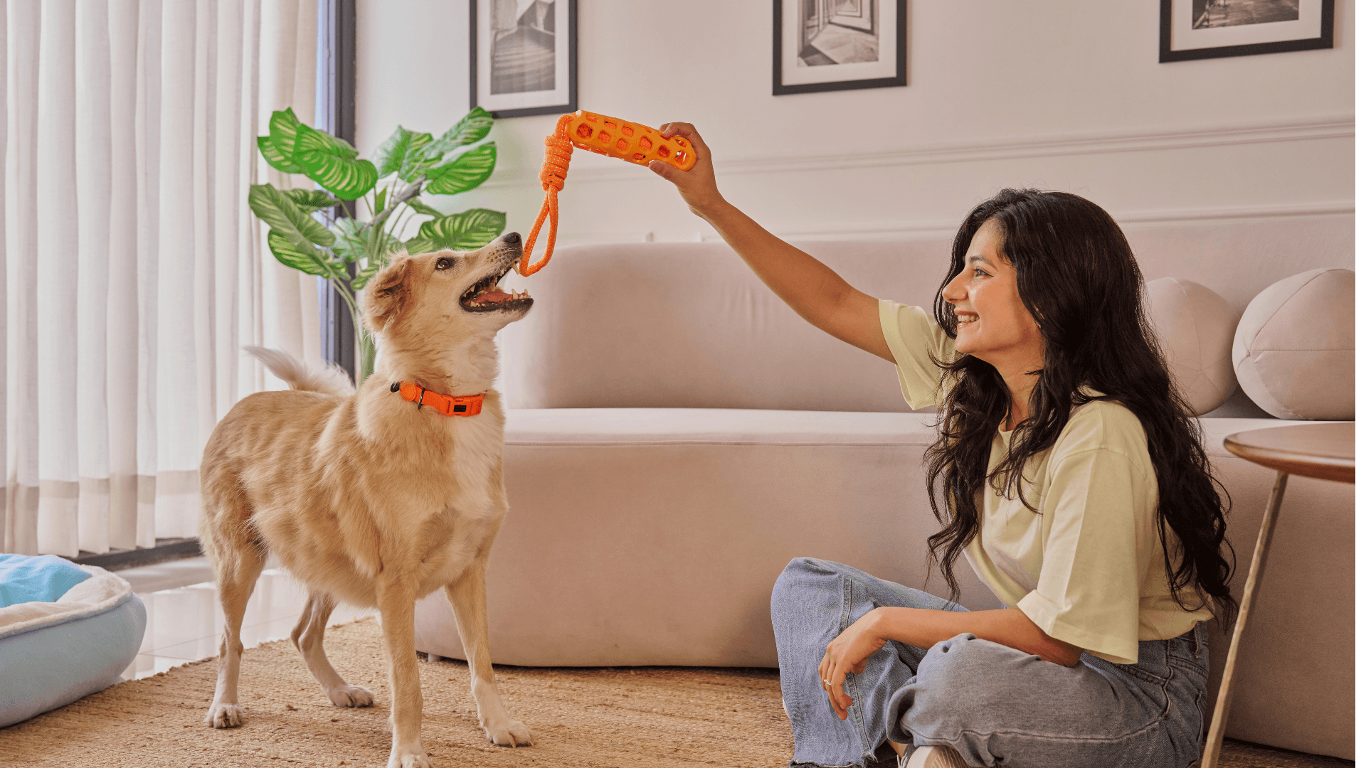 Pet accessories