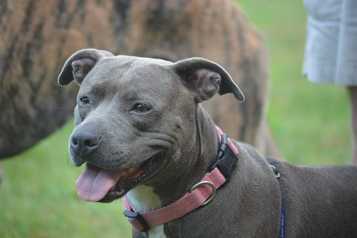 c0bb2168 98d4 43ae a579 13abf7362acf Types of Pitbulls: Exploring Differences in Appearance and Traits