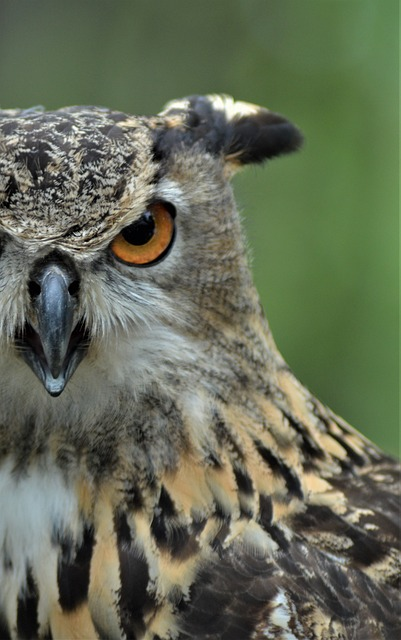 owl, great horned owl, hoot owl